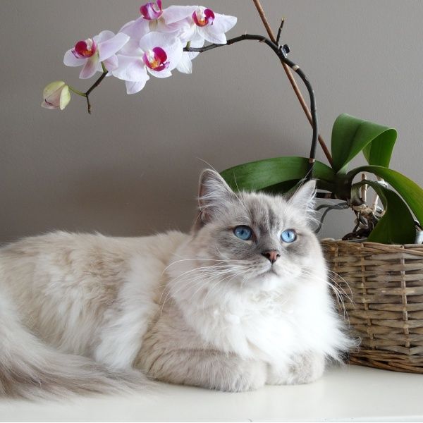 Ragdoll kočka: Průvodce chovem, povahou a péčí